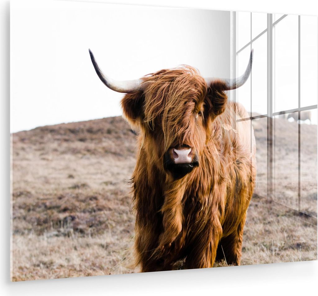 MuchoWow Glasbilder - Bilder auf Wandbild - Foto auf Glas Schottische Hochlandrind - Landschaft - Kuh - Braun - Tiere - Natur 80x60 cm Wanddekorati...