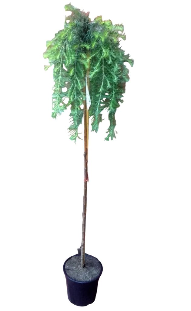 Larix decidua 'Stiff Weeper' Hängelärche Stämmchen 160–170 Produktbild 