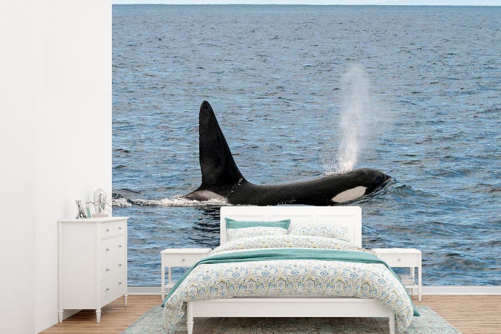 MuchoWow Fototapete für Wohnzimmer oder Schlafzimmer Wandtapete Vinyl Motivtapete Orca mit Wasser aus dem Blasloch - 415x300 cm - Küche