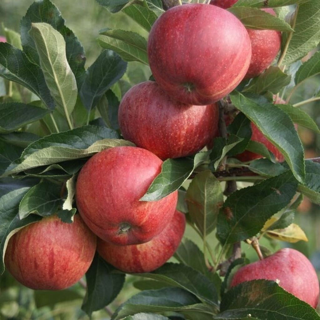 Gala Herbstapfel Spindelbaum Apfelbaum kleinbleibend 100-120 cm 7,5 Liter M9
