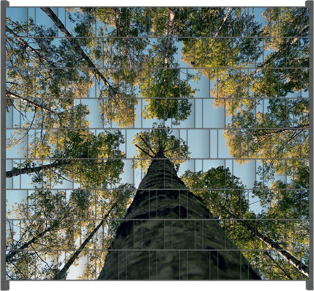 Wallario Zaunsichtschutz mit Motiv Birkenwald von unten betrachtet für Ein- und Doppelstabmatten Zäune in der Größe 200 x 180 cm