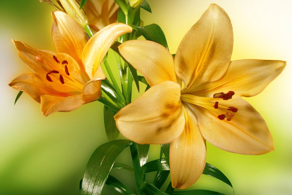 Fototapete - Lily 375x250cm - Vliestapete