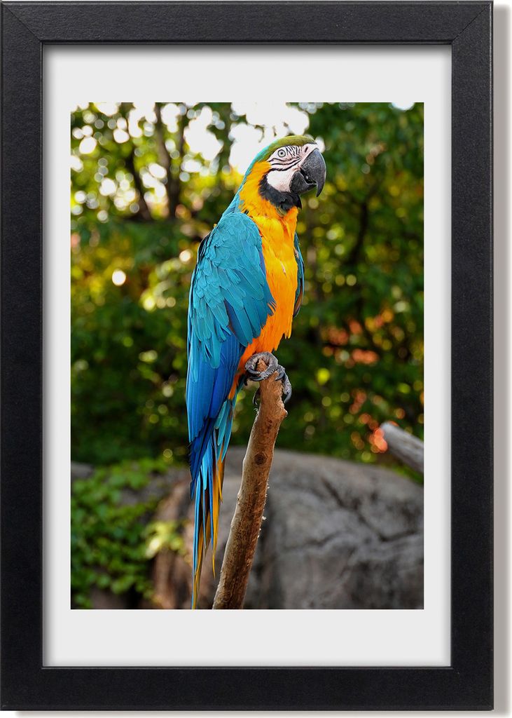 Bild 20x30 MDF-Rahmen, Wandkunst Macaw Papagei