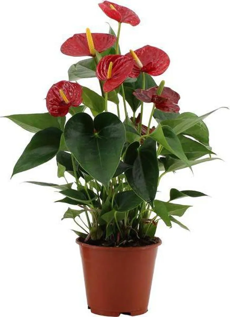 Anthurium Success Rouge Flamant Rose - Plante d'Intérieur Élégante
