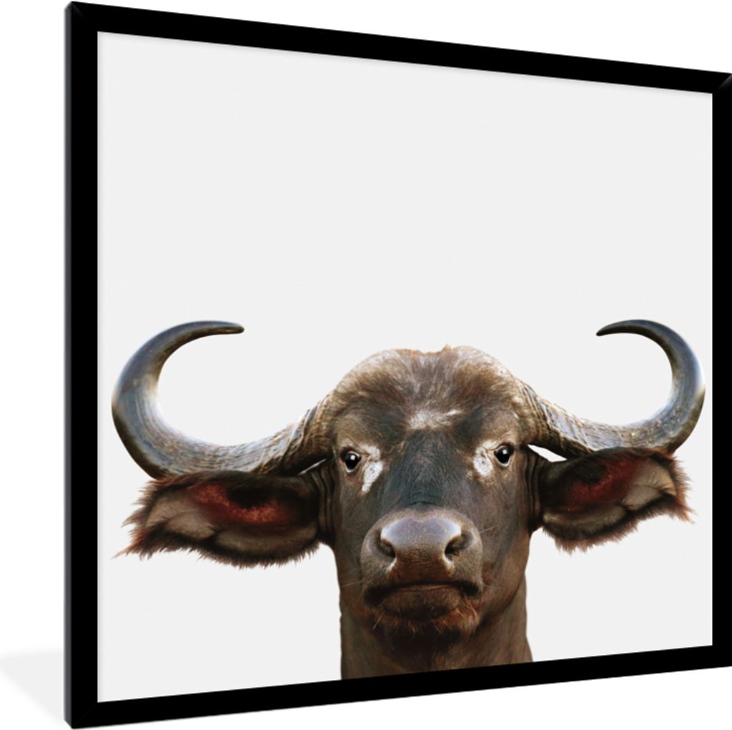 MuchoWow Gerahmtes Poster Büffel - Wasserbüffel - Kopf - Kuh - Hörner - Jungen - Mädchen 40x40 cm - Poster mit Schwarzem Bilderrahmen Wandpos...