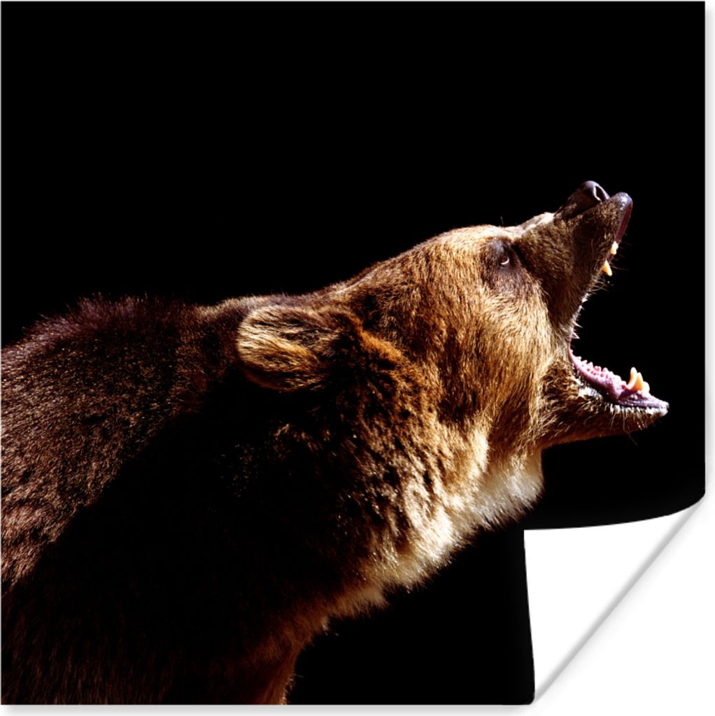 MuchoWow Poster Bär - Wildtier - Zähne 30x30 cm - Wandposter - Printing