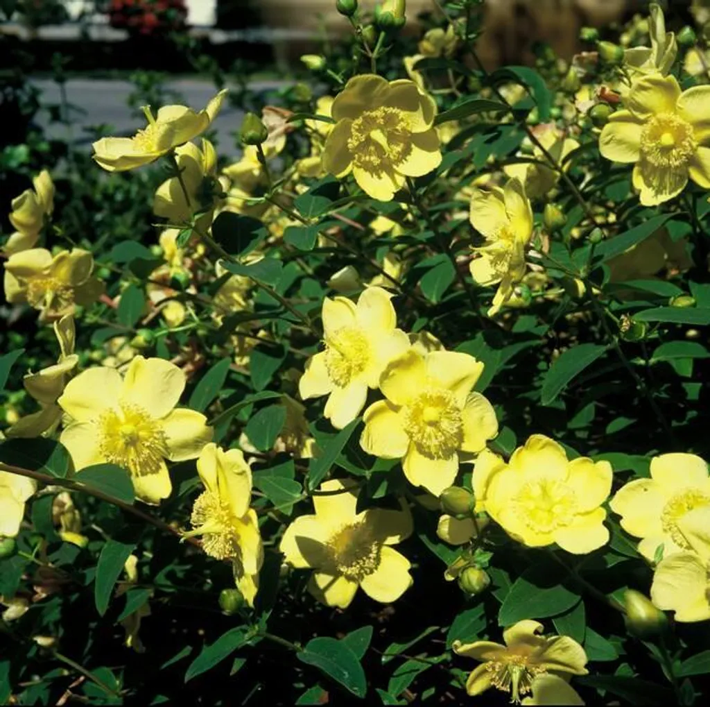 Aménagement Massif Extérieur : 6 Millepertuis Hidcote Fleurs Jaunes