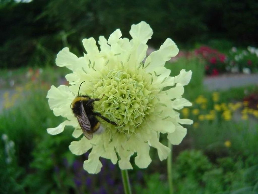 A close-up of a bumblebee on a yellow flower in a garden.