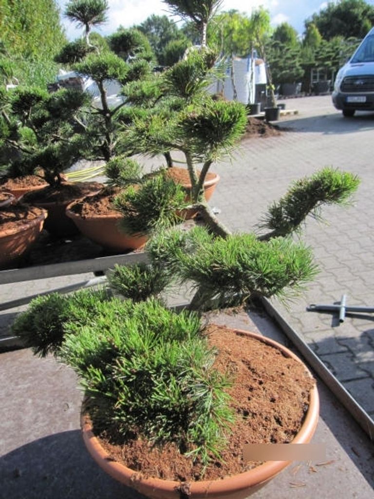 Pinus mugo Formschnitt Pompon - Krummholz-Kiefer Formschnitt Pompon