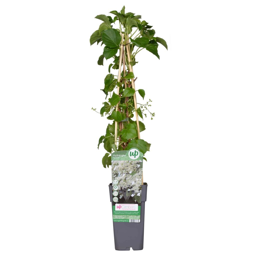 Hydrangea Petiolaris - ↨65Cm - Ø15 Obrázek produktu 