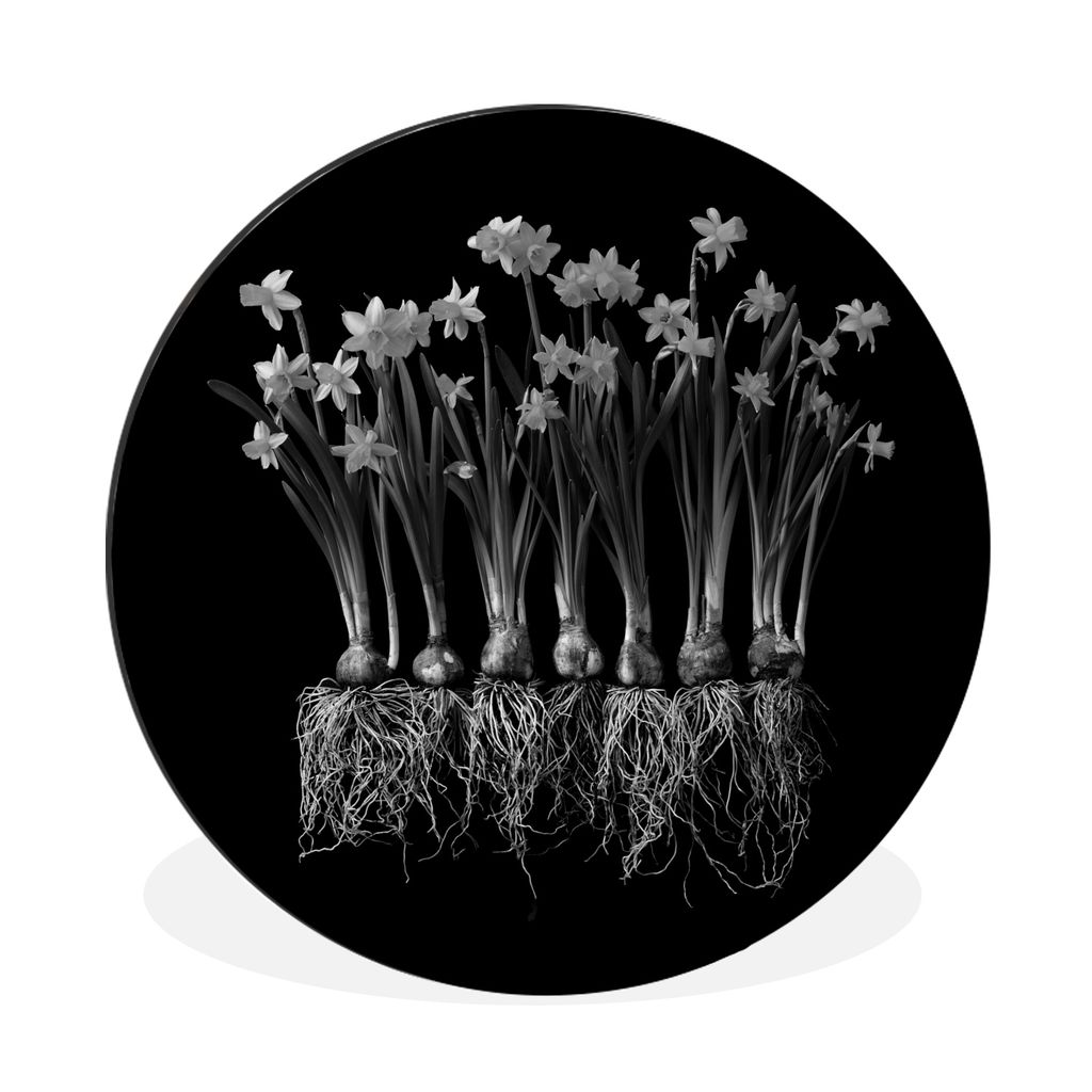 MuchoWow Aluminium Wandkreis Mehrere Narzissen mit Zwiebeln auf schwarzem Hintergrund - schwarz und weiß Ø 90 cm Wanddeko Modern Wohnzimmer - M...