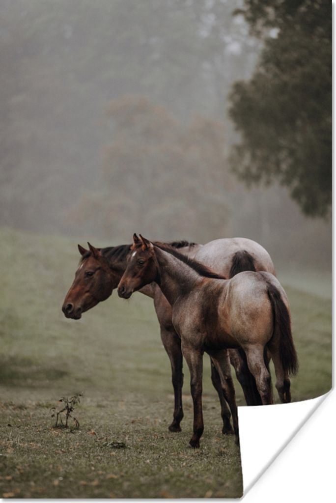 MuchoWow Poster Pferde - Natur - Nebel 60x90 cm - Wanddekoration