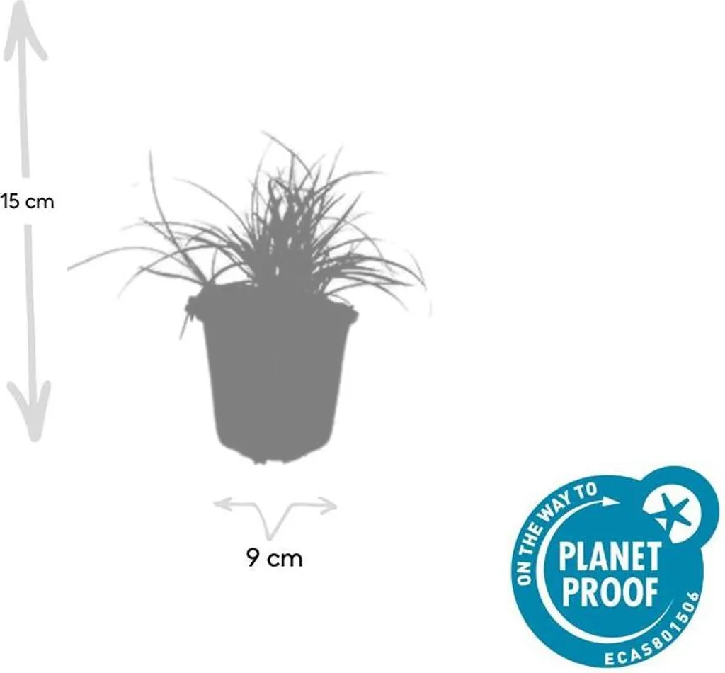 Plante couvre-sol persistante - Luzule blanche Luzula nivea - Lot de 12