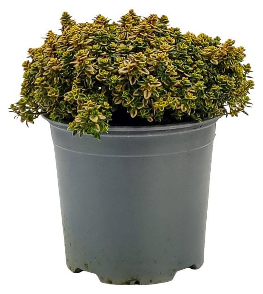 Warentuin Producten