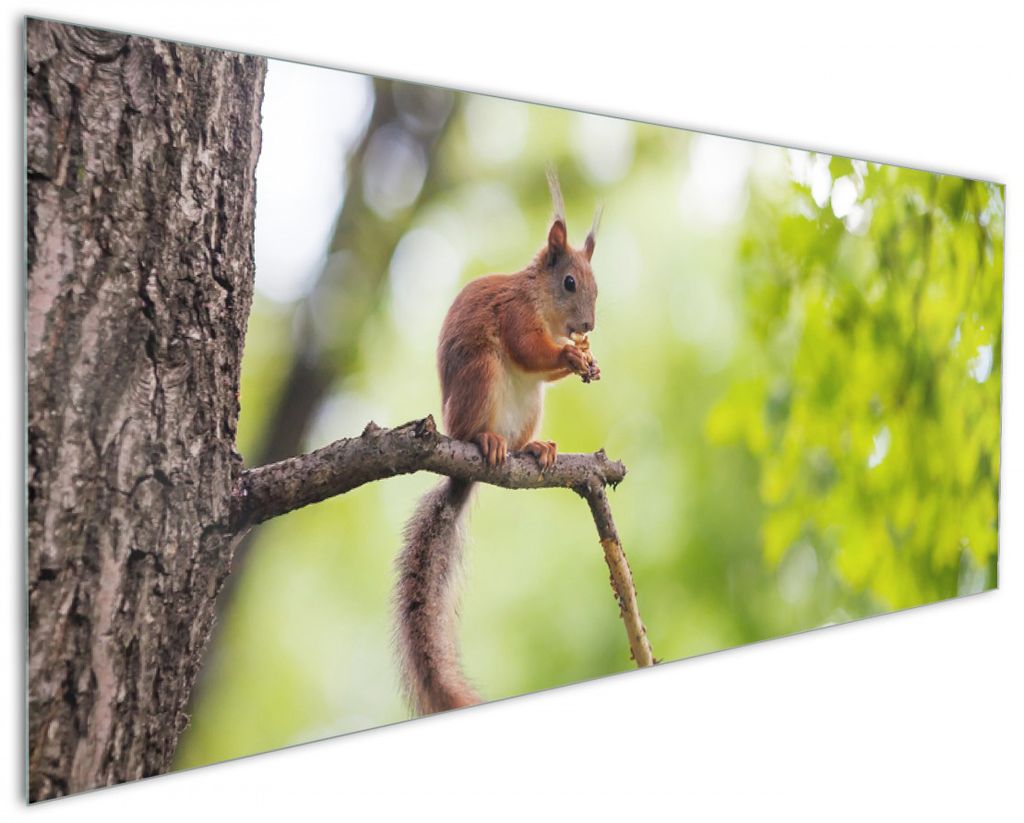 Wallario Küchenrückwand aus Glas, Größe: 125 x 50 cm, Motiv: Eichhörnchen auf einem Ast | Spritzschutz | abwischbar | pflegeleicht | in