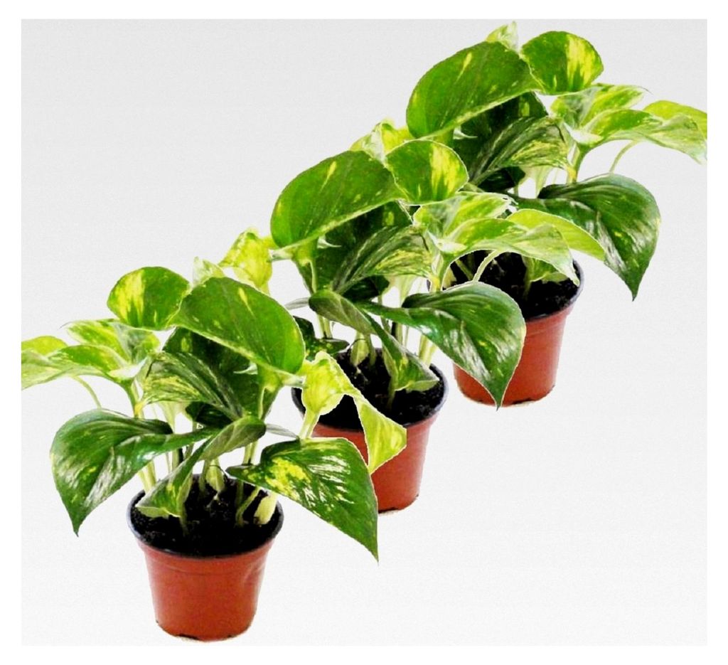 3er Set Efeututen - Scindapsus - Epipremnum - 12cm Topf