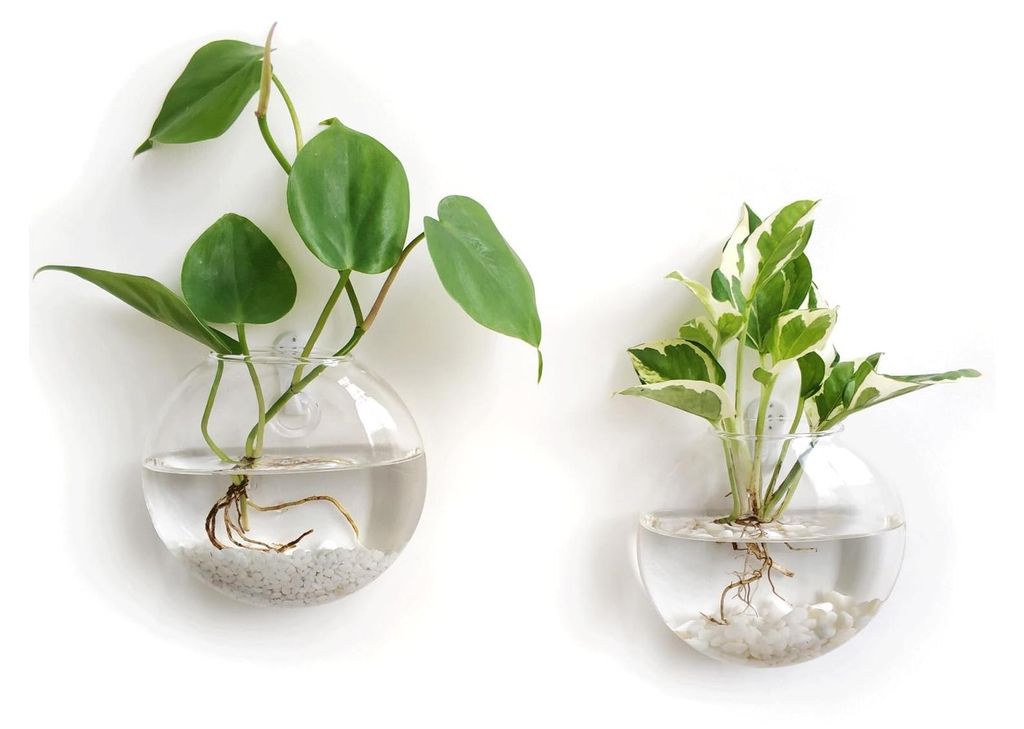 Omgoods - Set van 2 Glazen Wandplanten met Hydroponische Productafbeelding 