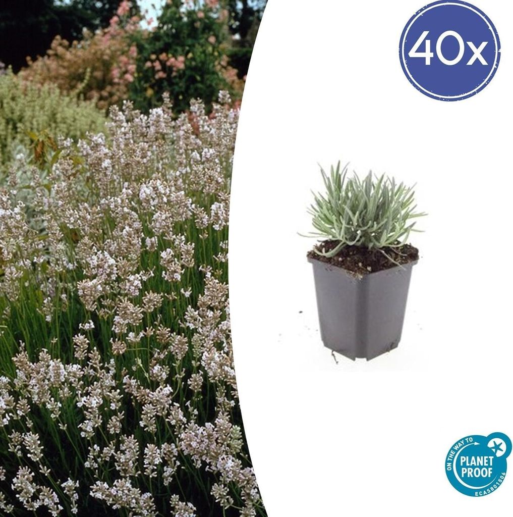 Lavendel Lavandula int. 'Edelweiss' – 10-25cm – Ø9cm – 40 Pflanzen – Weiße Blüten, Bienen- & Schmetterlingsfreundlich, Winterhart