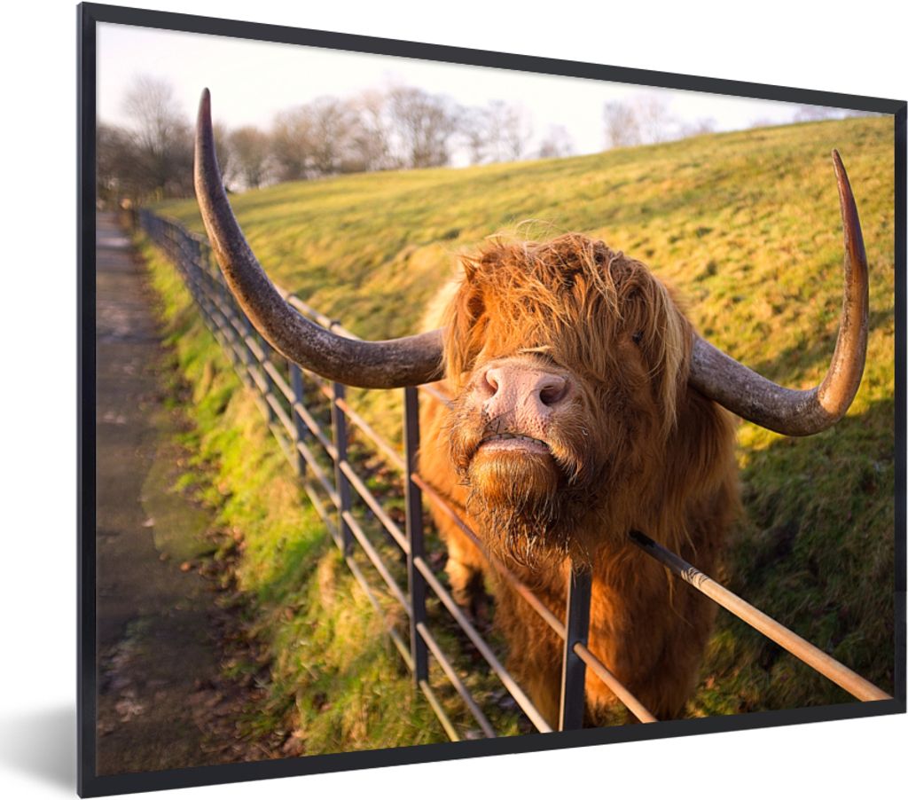MuchoWow Gerahmtes Poster Scottish Highlander - Zaun - Gras 80x60 cm - Poster mit Schwarzem Bilderrahmen Wandposter Rahmen Foto Bilder - Schwarze...