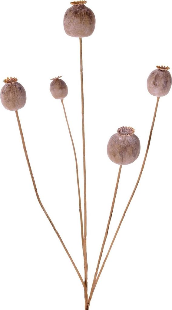 artplants.de Mohnkapsel künstlich FILOMELA, Hellbraun, 75cm - Kunst Mohnkapsel