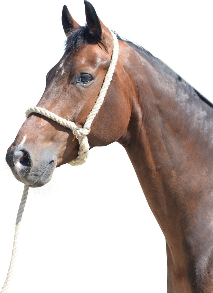 EQuest Hanf-Halfter, Farbe:Nature