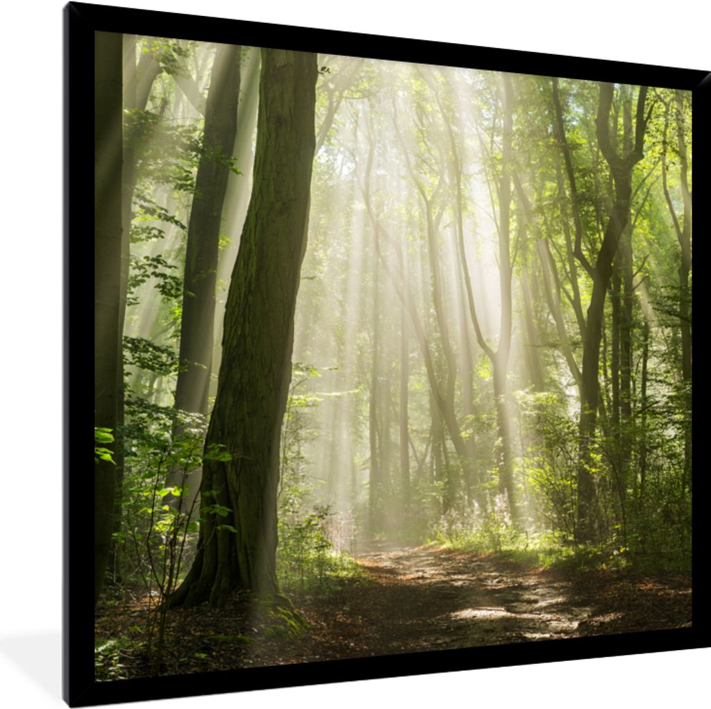 MuchoWow Gerahmtes Poster Wald - Licht - Natur - Landschaft 40x40 cm - Poster mit Schwarzem Bilderrahmen Wandposter Rahmen Foto Bilder - Mit Rahm...