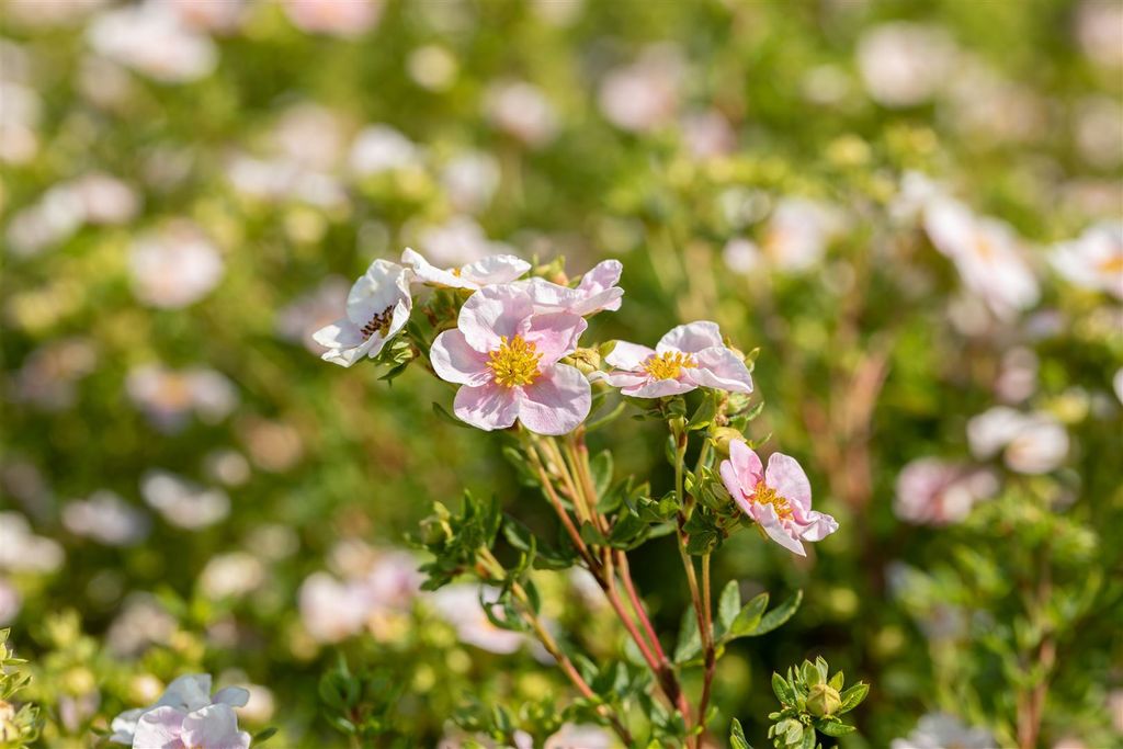 Potentilla 'Pink Queen', Fingerstrauch, rosa Blüten, 30–40 cm