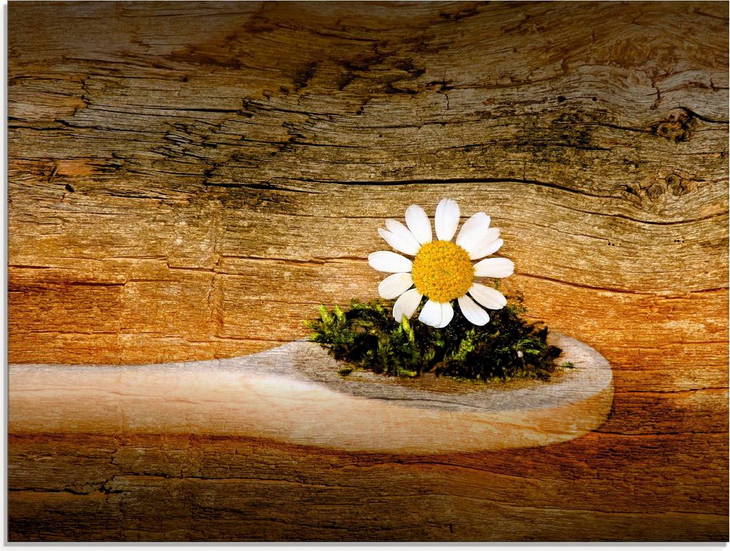 ARTland Glasbild Kamille Größe: 60x45 cm
