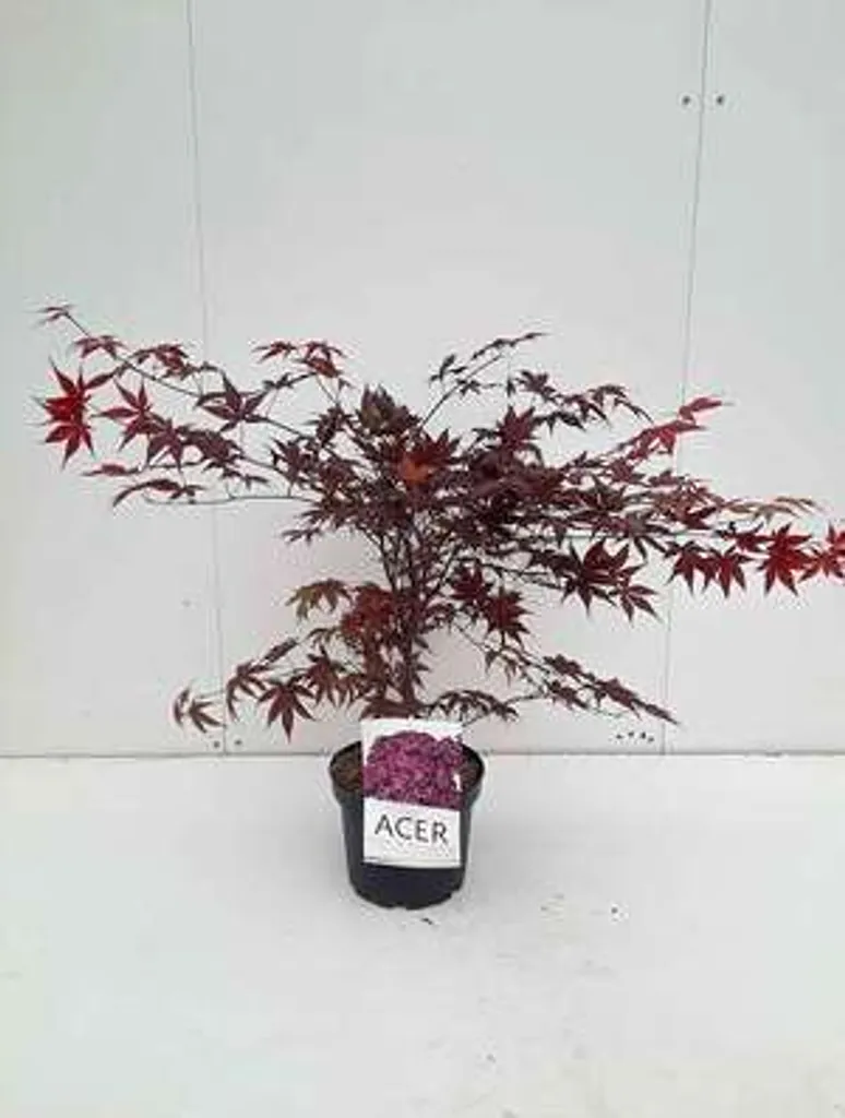 Érable du Japon pour Terrasse et Balcon - Acer Bloodgood 50-60 cm Pot