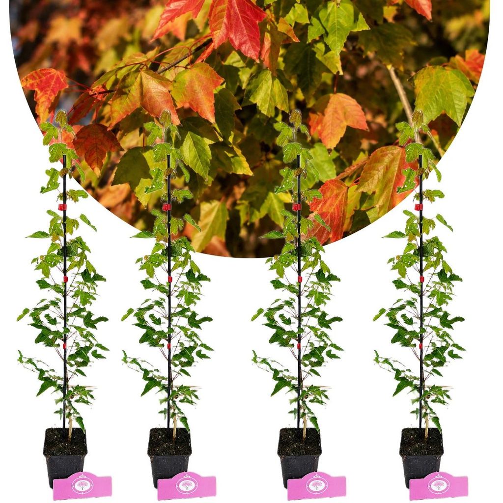Lot de 4 érables trilobés (Acer buergerianum) – hauteur Image du produit 