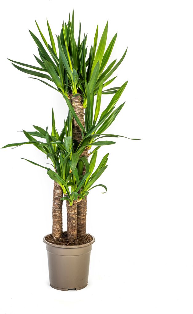 Yucca Elephantipes – Riesen-Palmlilie – Zimmerpflanze – Ø21cm – Höhe 90–110cm – Robuste Grünpflanze – Pflegeleicht & dekorativ