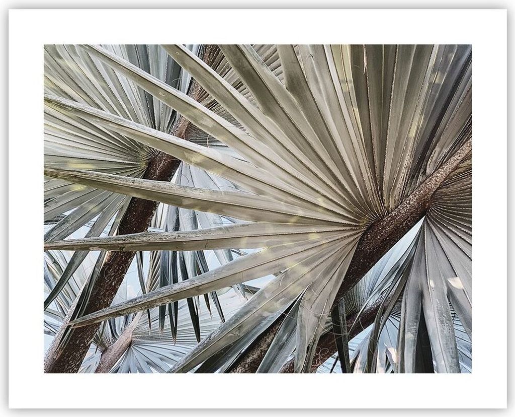 Poster - Poster ohne Rahmen - Blatt Palme Natur - 50x40 cm - Wand Bild - Wanddeko - Wandbilder - Kunstposter - Wandposter - Bilder - Kunstdruck - W...