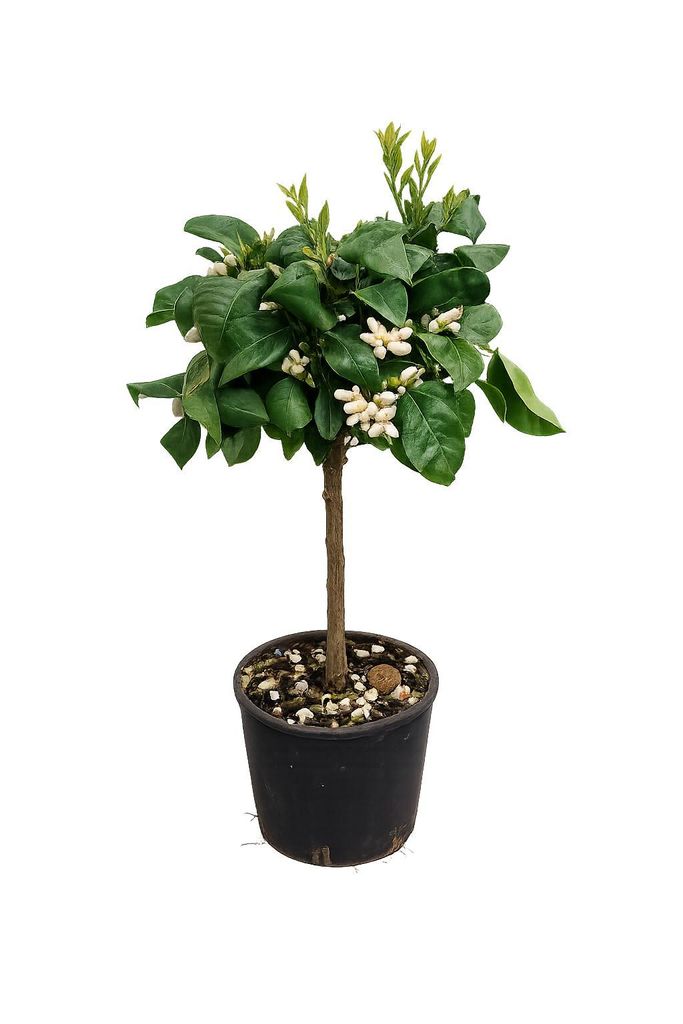 Drzewko pomarańczowe Arcobal 70–100 cm – Citrus sinensis Zdjęcie produktu 