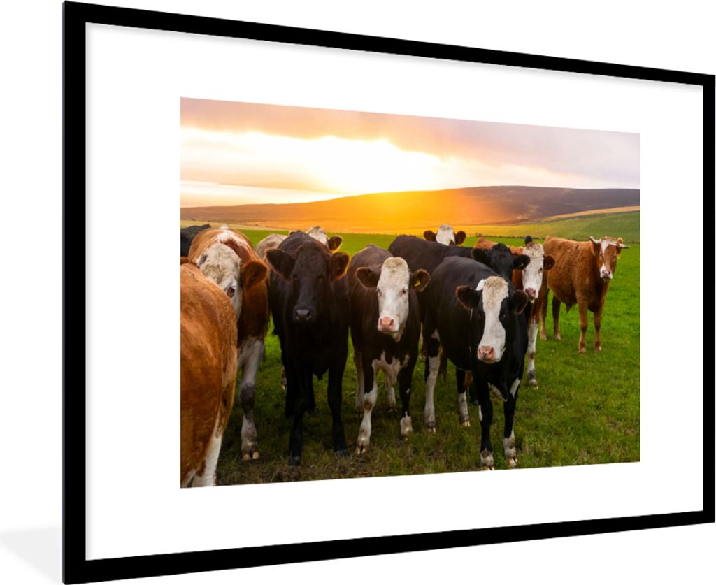 MuchoWow Gerahmtes Poster Kühe - Hügel - Sonnenuntergang - Gras - Grün 90x60 cm - Poster mit Schwarzem Bilderrahmen Wandposter Rahmen Foto Bil...