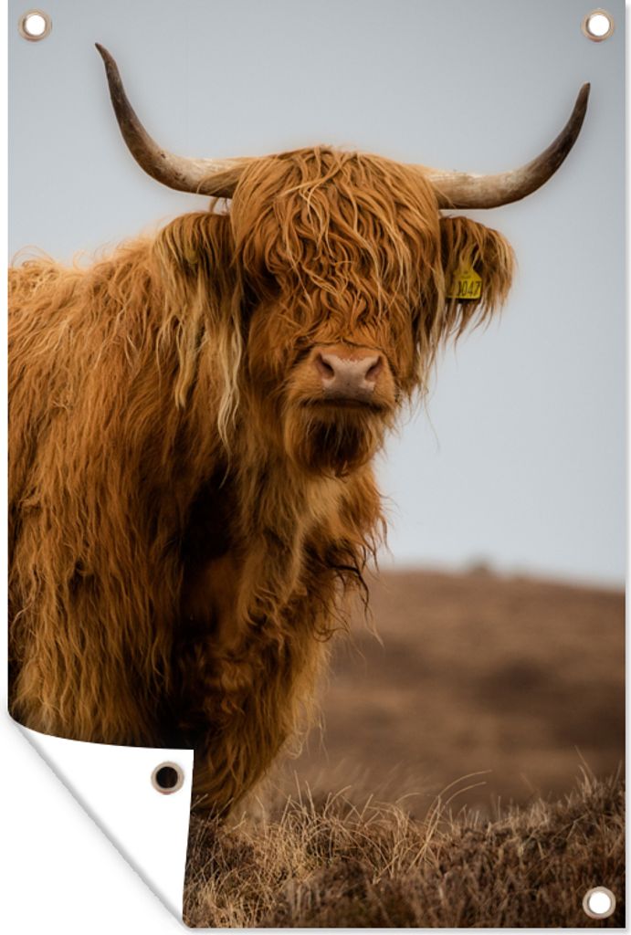 MuchoWow 40x60 cm Outdoor-Poster Gartendeko Sichtschutz Garten Poster für den Garten Schottischer Highlander - Düne - Gras