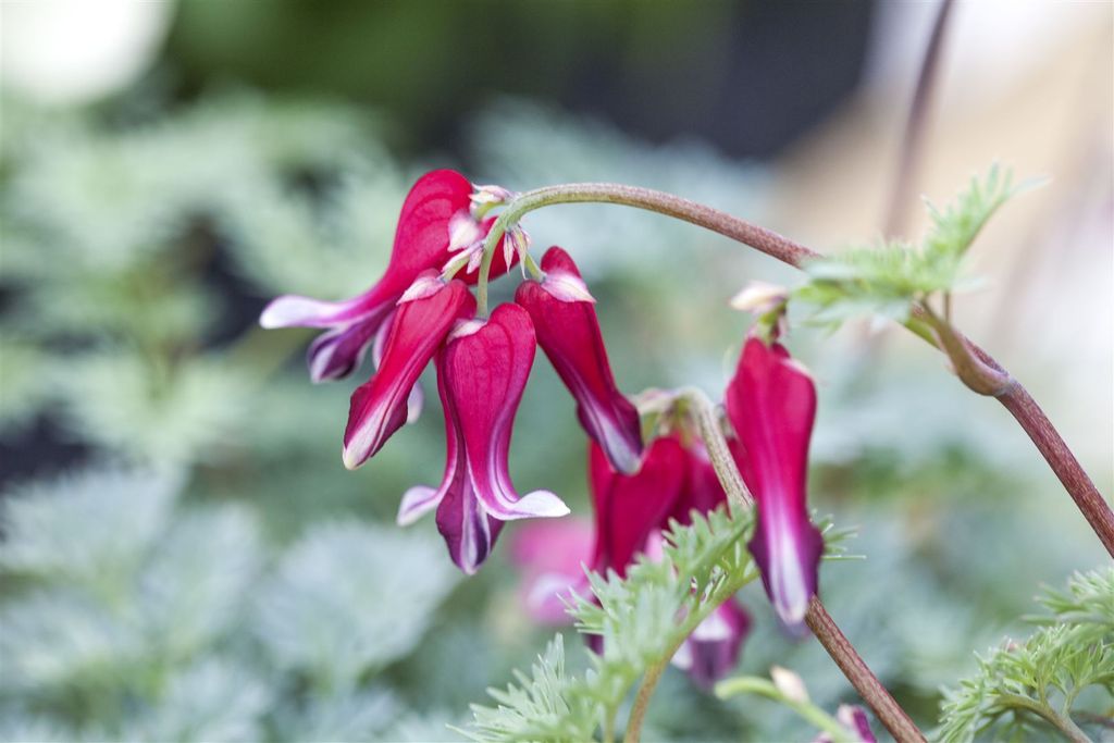 Dicentra formosa 'Burning Hearts', Tränendes Herz, rot, ca. 11x11 cm Topf