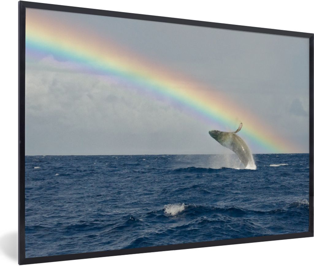MuchoWow Gerahmtes Poster Ein Buckelwal springt unter einem Regenbogen aus dem Wasser 30x20 cm - Poster mit Schwarzem Bilderrahmen Wandposter Rah...