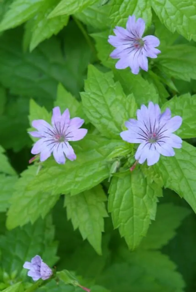 Plante vivace d'ombre Geranium nodosum - Pack de 6 géraniums résistants