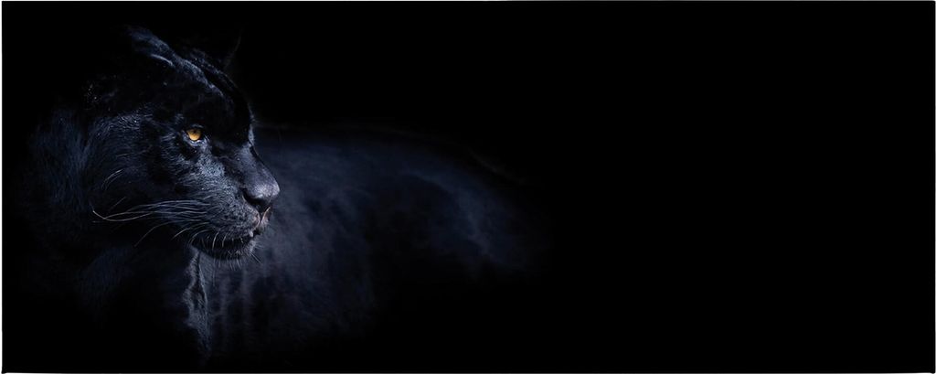 Leinwandbild Tiere 40 x 100 cm - Wandbild Schwarz - Keilrahmen Panther Wohnzimmerdeko Wanddeko Wandgemälde