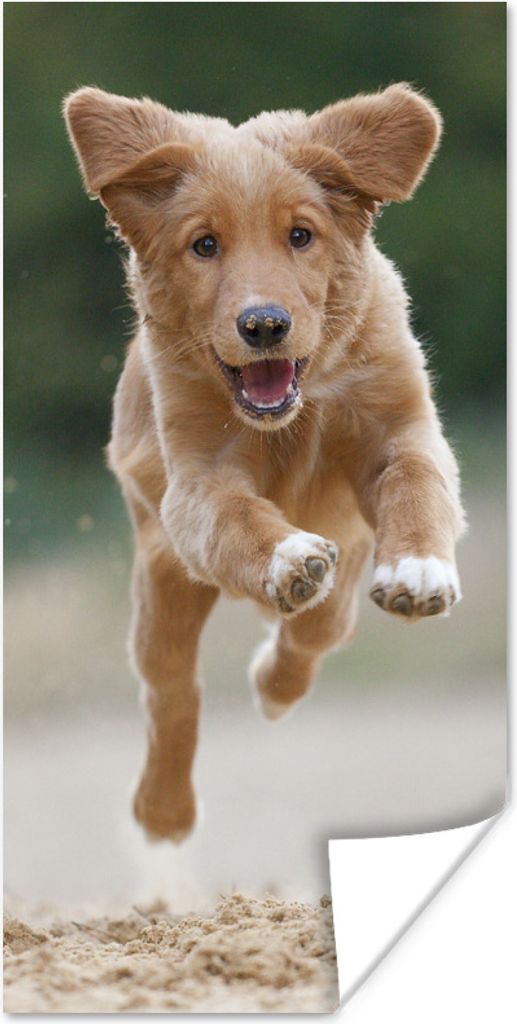 MuchoWow Poster Laufender Hund Foto 80x160 cm - Kinderzimmer