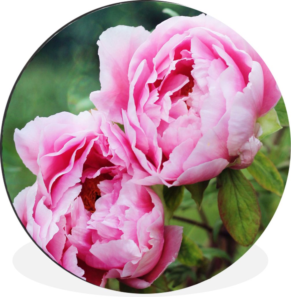 MuchoWow Aluminium Wandkreis Rosa Pfingstrosen im Garten Ø 30 cm Wanddeko Modern Wohnzimmer - Wand Bild - Wohnzimmer - Runde Bilder - Alubilder ...