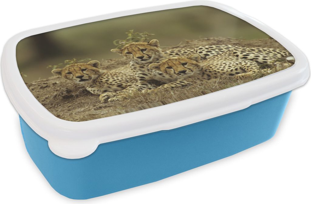 KitchenYeah Lunchbox Brotzeit Brotdose 17x11 cm Junge Gepardenjunge Kinder Brotzeitdose - Lunch - Kunststoff - Brotbüchse - Sandwichbox - Lunch...