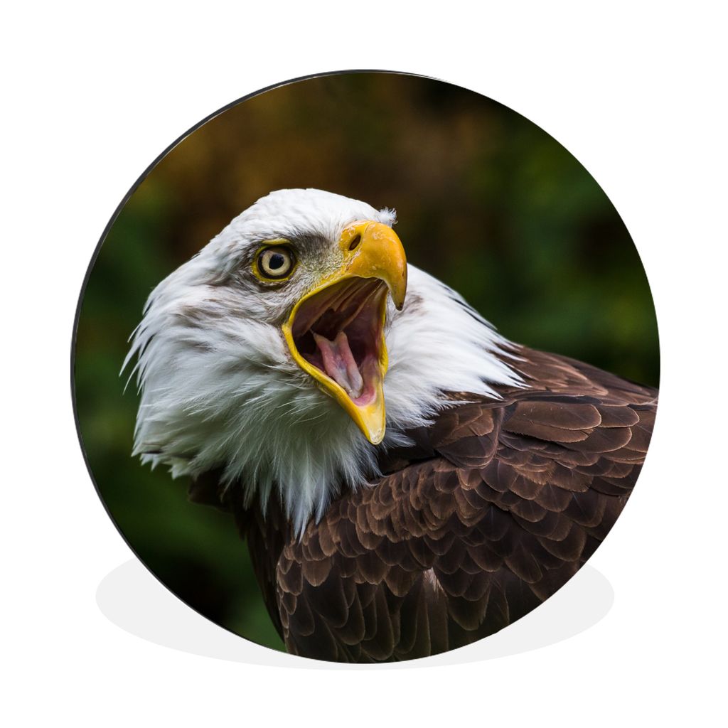 MuchoWow Aluminium Wandkreis Ein krächzender Weißkopfseeadler Ø 60 cm Wanddeko Modern Wohnzimmer - Wand Kreis - Wandbild - Schlafzimmer - Alum...