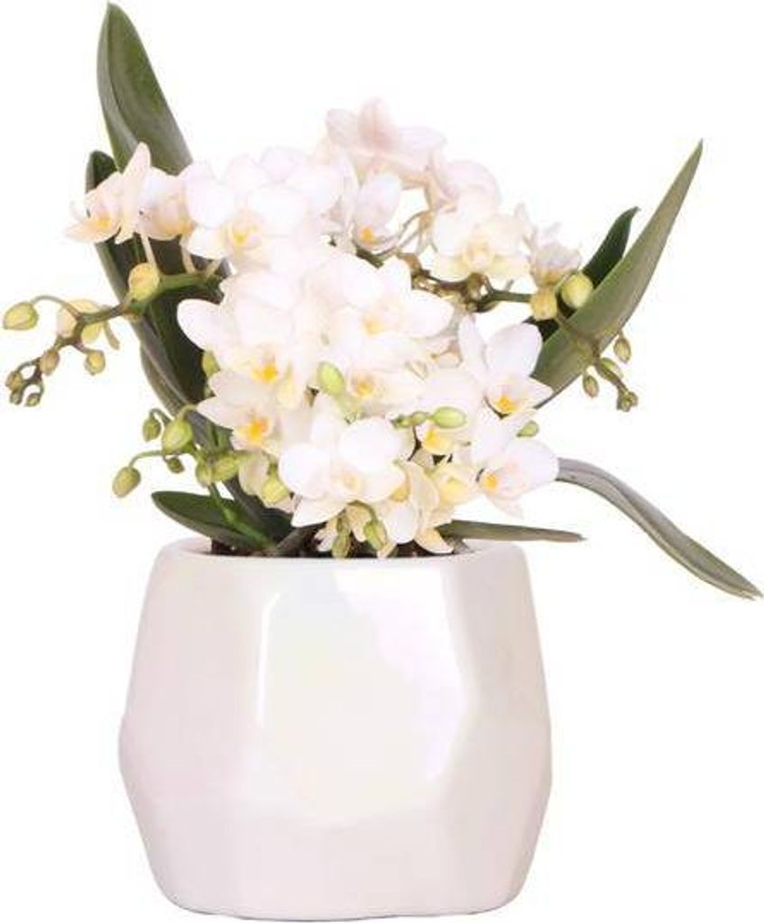 Weiße Orchidee 'Nazaré' – Zimmerpflanze – Ø9cm Topf – inkl. Dekotopf Pearl Travertin – Kompakte Tischdeko – Elegante Blütenpracht