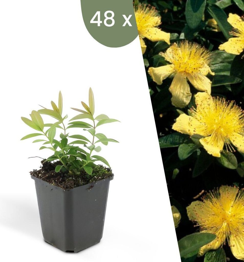 Plants by Frank | 48 Plantes de millepertuis | Hypericum Image du produit 