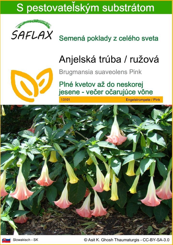 SAFLAX - Anjelská trúba / ružová - Brugmansia suaveolens Obrázok produktu 