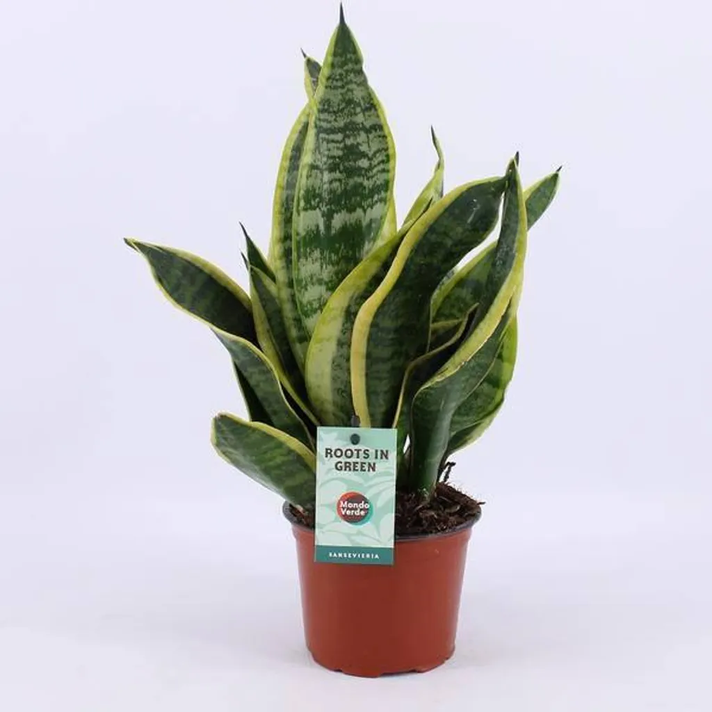 Plante d'Intérieur Sansevieria Futura Superba 35 cm en Pot de Ø12 cm