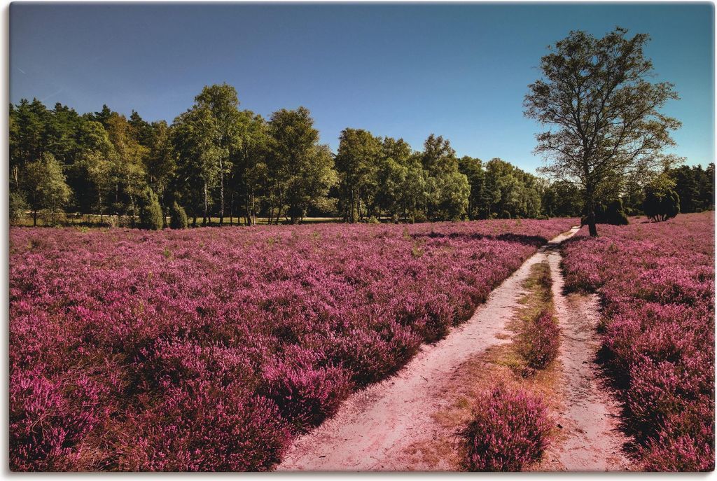 ARTland Leinwandbild Lüneburger Heide Romantik Größe: 60x40 cm