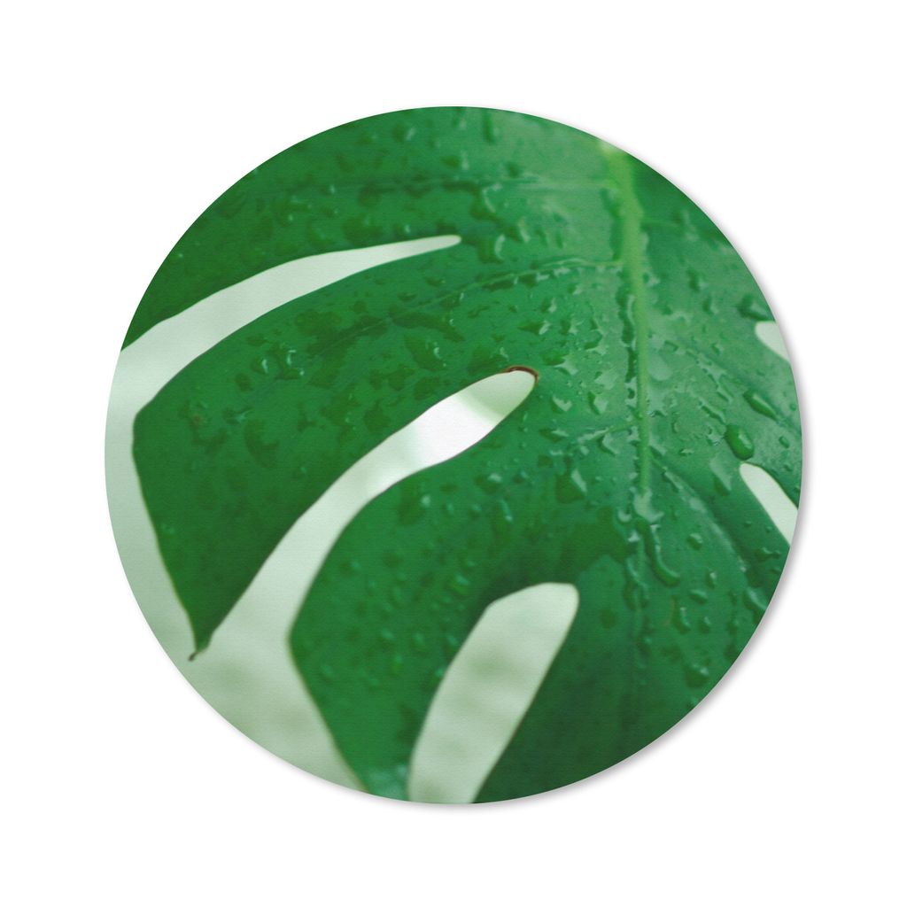 MuchoWow Mauspad Mousepad Nahaufnahme von Tröpfchen auf einem Blatt der Käsepflanze (Monstera deliciosa) 50x50 cm - Mousepads - Maus Mat - Pad ...