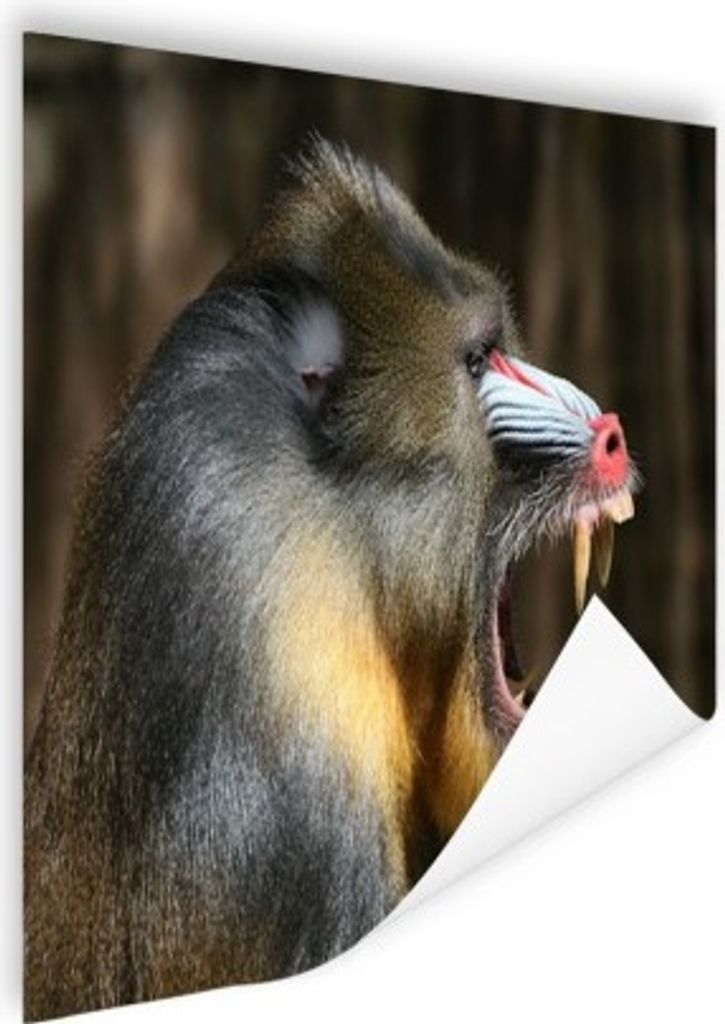 MuchoWow Poster Afrikanisch - Affe - Pavian - Tiere 40x30 cm - Plakate für die Wände - Poster Wohnzimmer